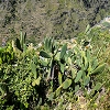 Plants: image 104 Of 208 Thumb